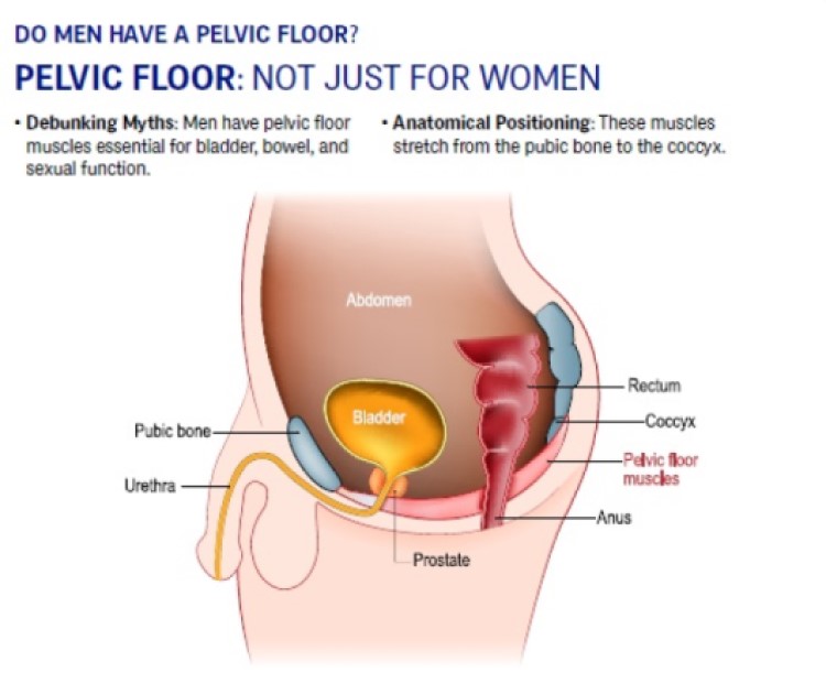 do men have a pelvic floor